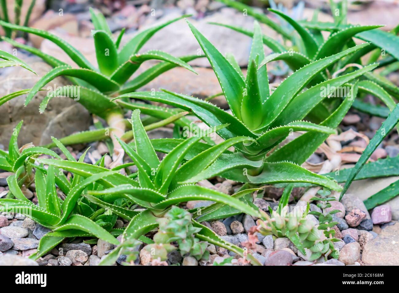 Closeup various cactus plants hi-res stock photography and images - Alamy