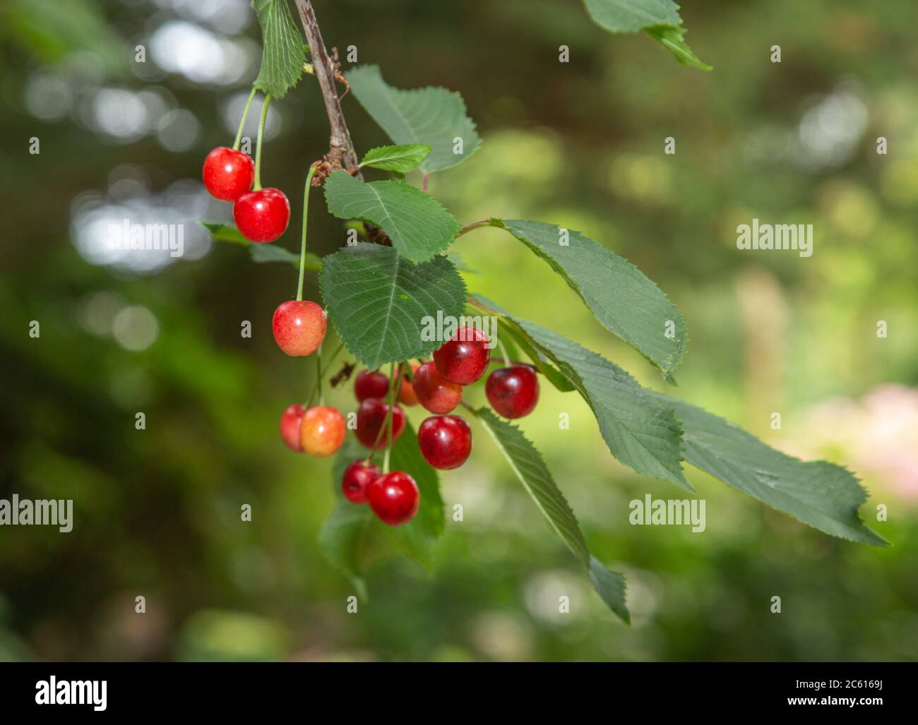 Wild cherry fruit hanging from the tree,  prunus avium. Stock Photo