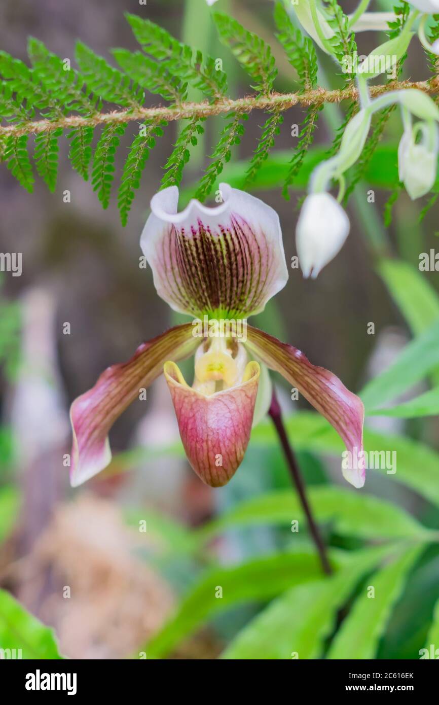 close up of blooming Orchid Paphiopedilum in botanical garden Stock Photo
