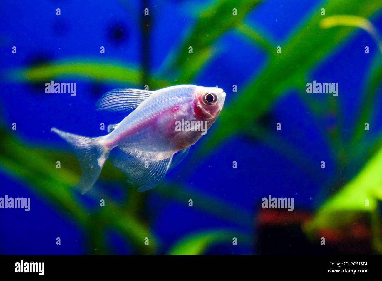 Blue Ternary genetically modified fish in the aquarium. Gymnocorymbus ternetzi. Soft focus. Stock Photo