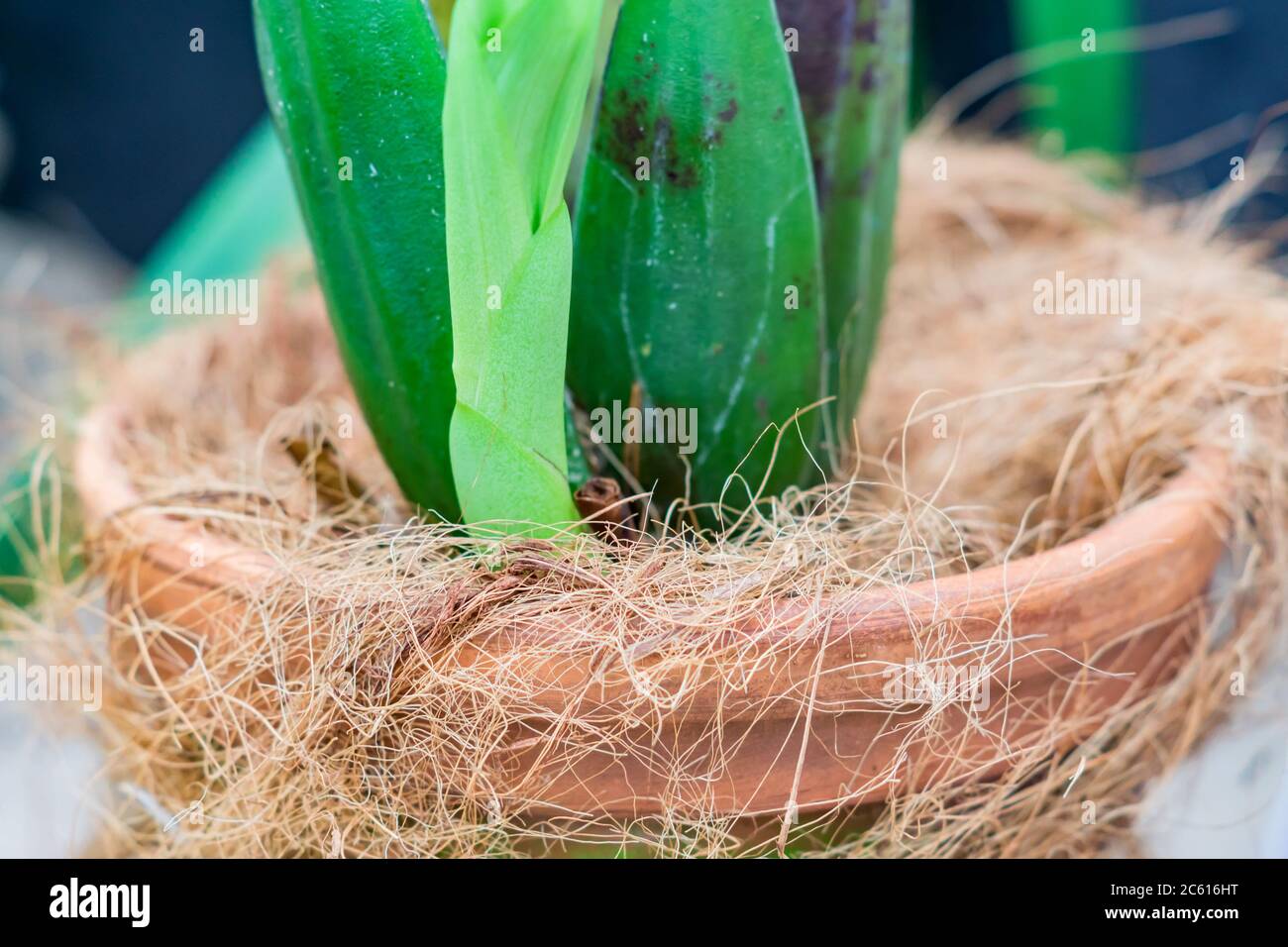 hybrid orched vanda close up of pot and leaves Stock Photo
