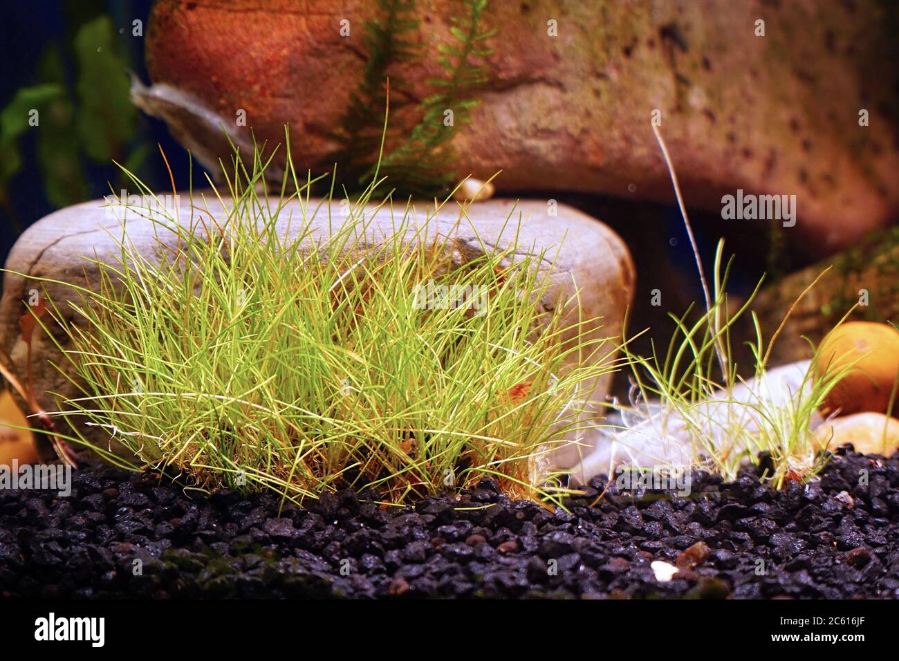 Groundcover eleocharis plant in an aquarium on a background of decorative stones. Selective focus Stock Photo