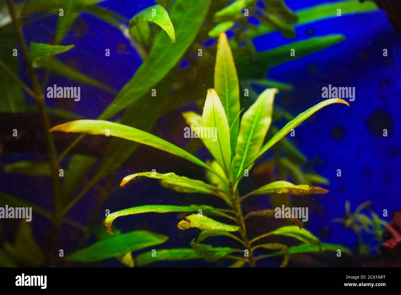 Water plant hygrophila in the aquarium. Hygrophila angustifolia. Soft focus Stock Photo