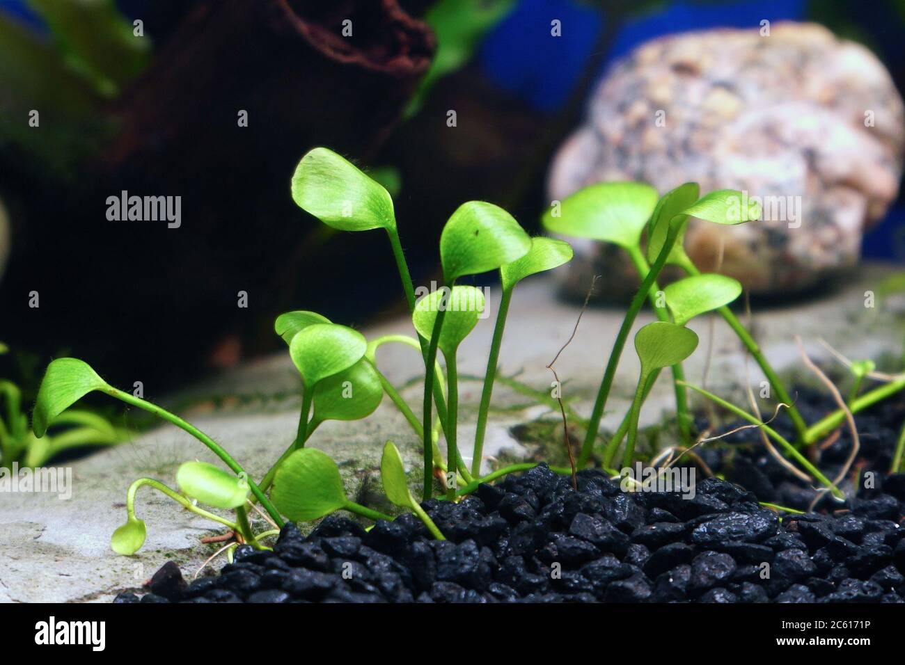 Decorative ground cover plant Marsilea in an aquarium. Selective focus