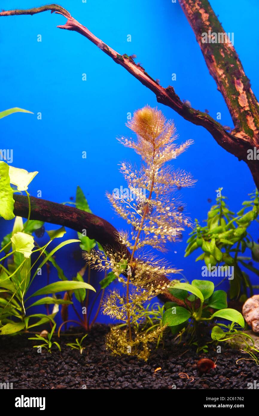 Predatory carnivorous plant bladderwort in the aquarium. Utricularia vulgaris Stock Photo
