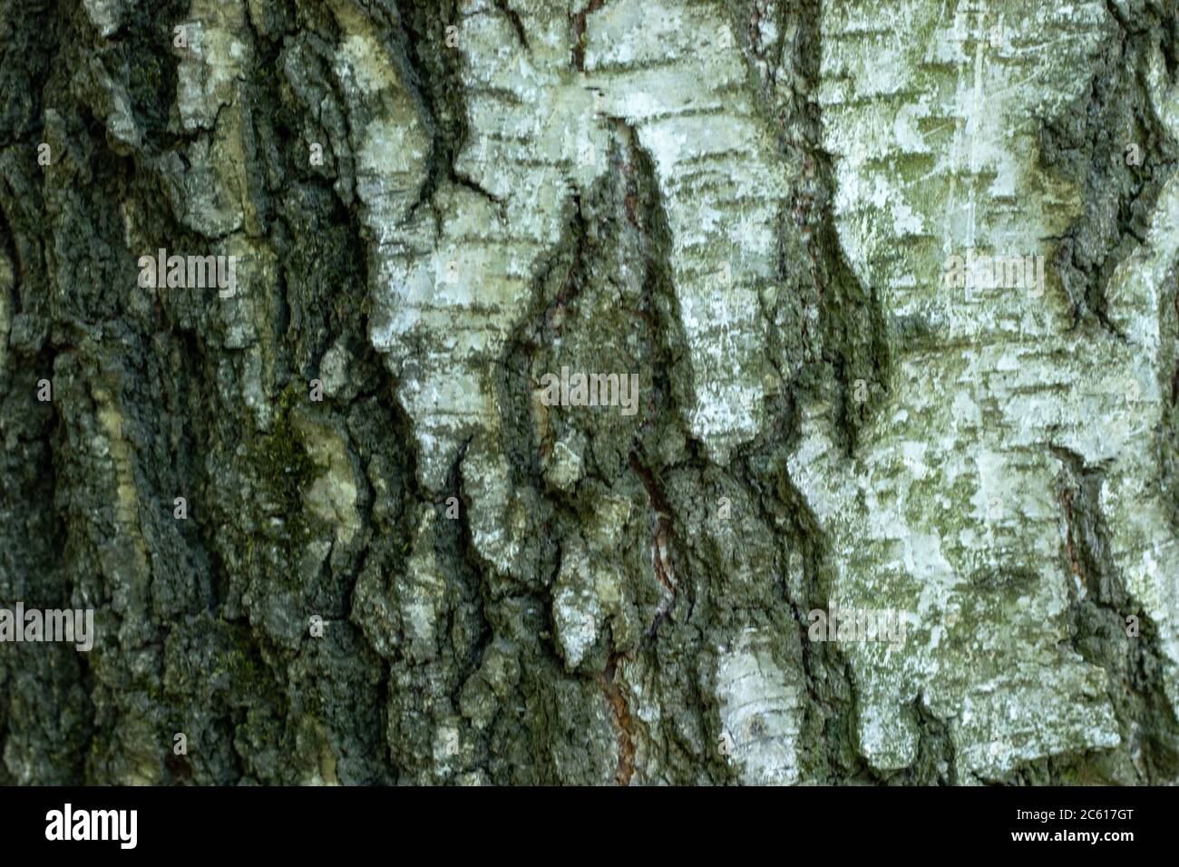 Wooden texture background. Tree bark copy space backdrop. Macro photo Stock Photo