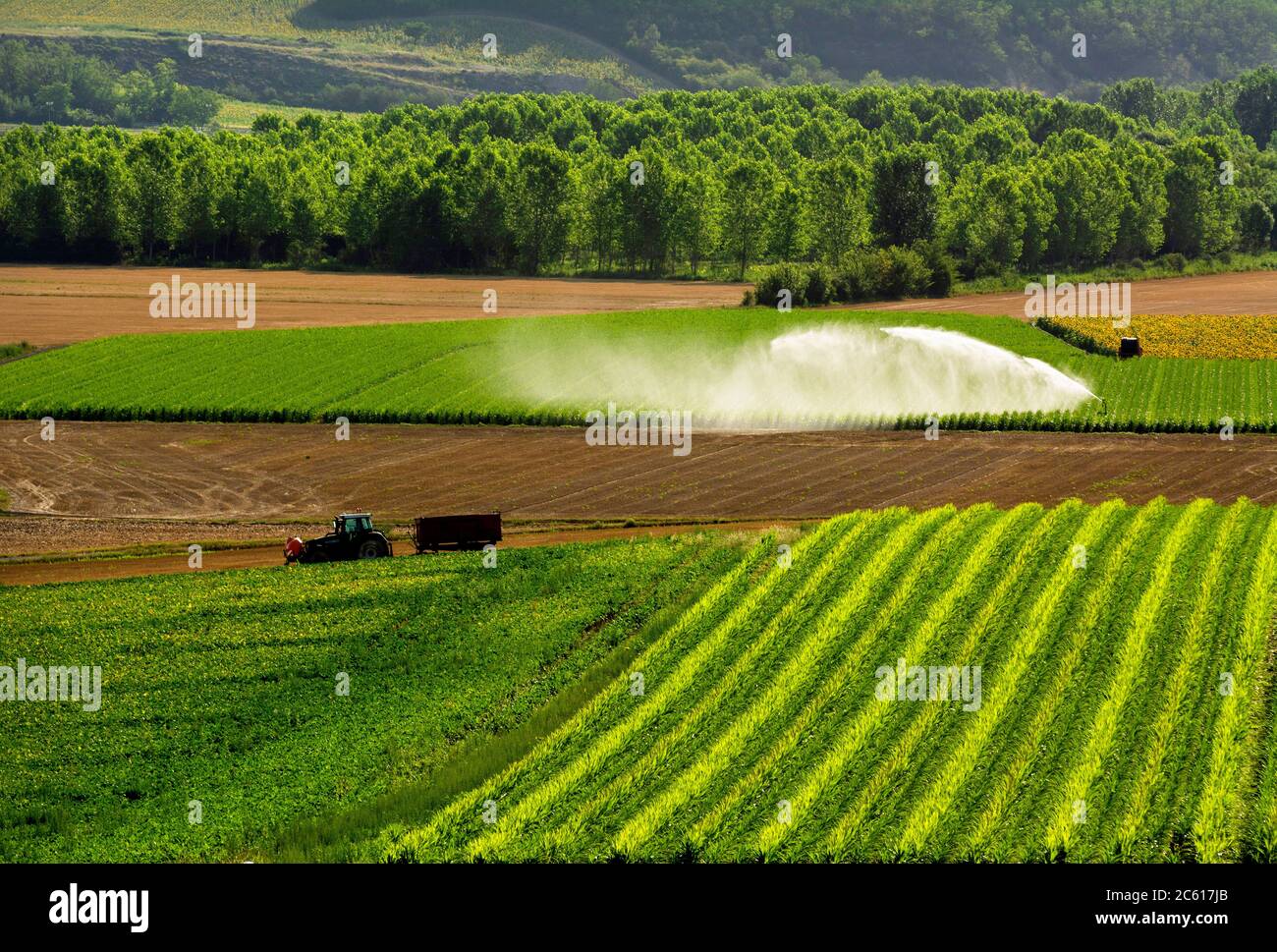 Watering system watering a field of maize, Puy de Dome depatment, Limagne plain, Auvergne Rhone Alpes,  France Stock Photo