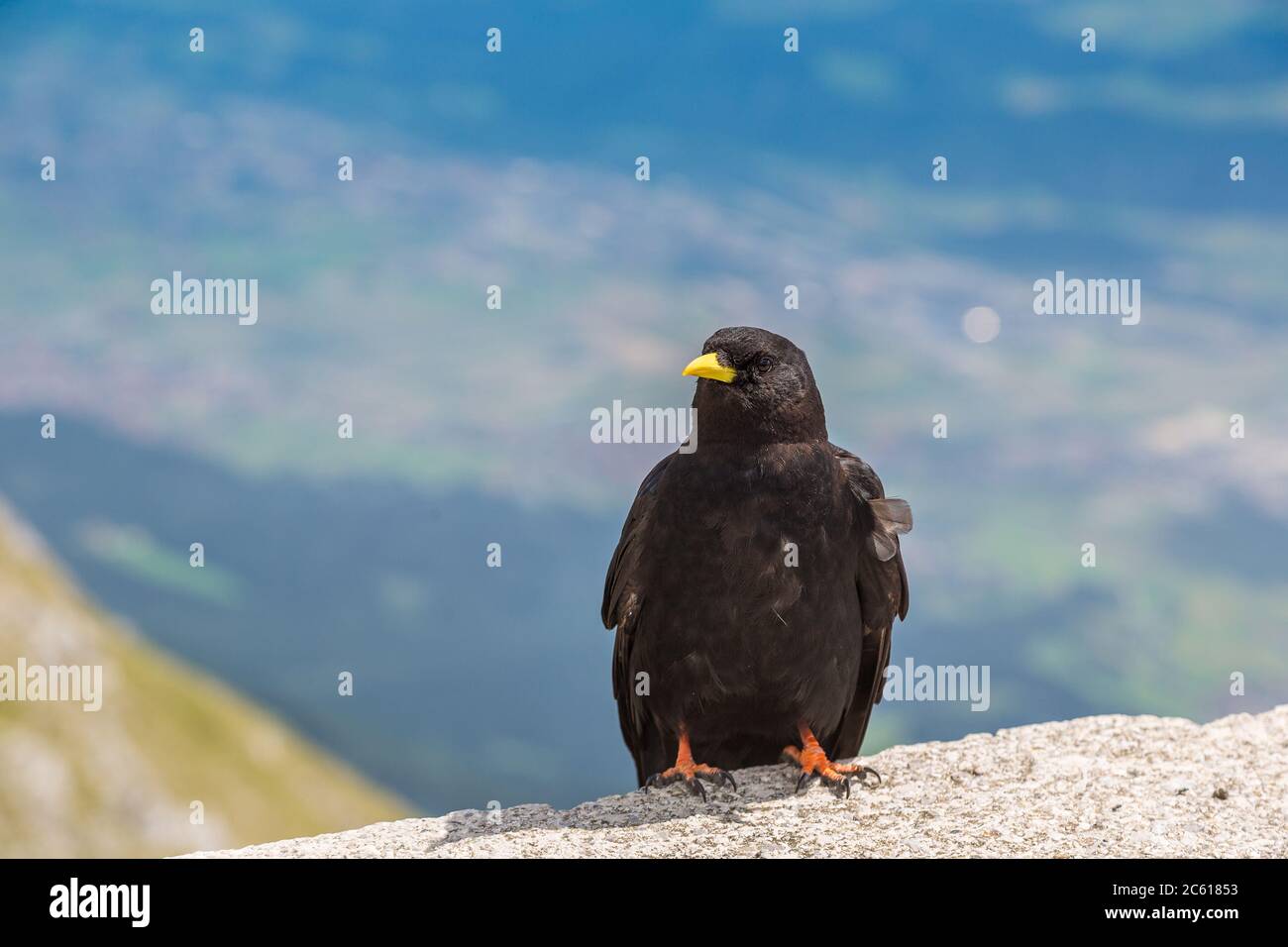 Alpine Choughs sitting on cliff in Alps in a beautiful summer day Stock ...