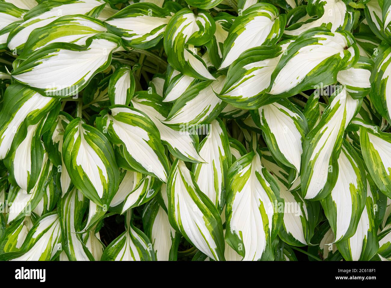 Plantain lilies, Hosta plant in the garden. Close-up green and white leaves, background. Stock Photo