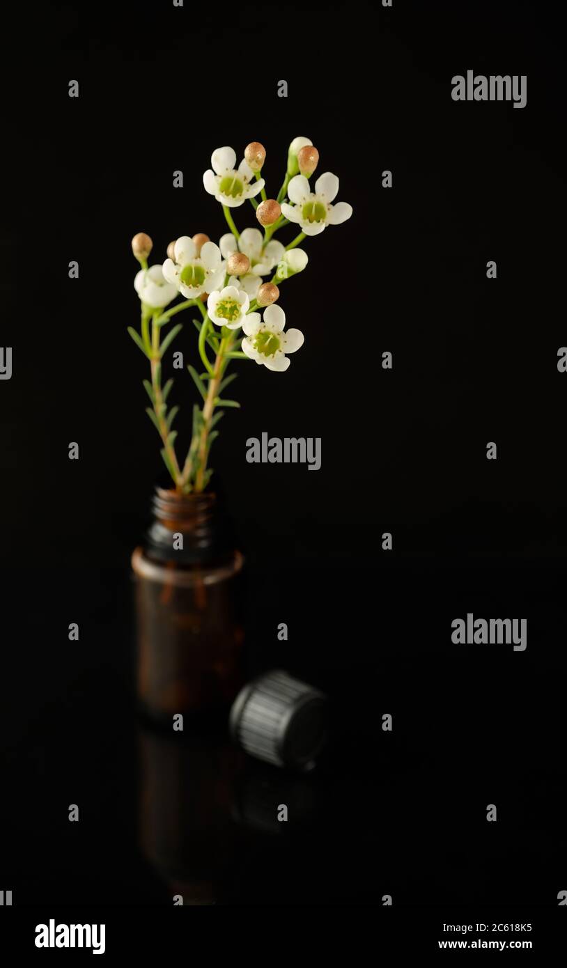 Oil rich Wax Flower (Chamelaucium) standing isolated in a small essential oil bottle on a studio black background Stock Photo