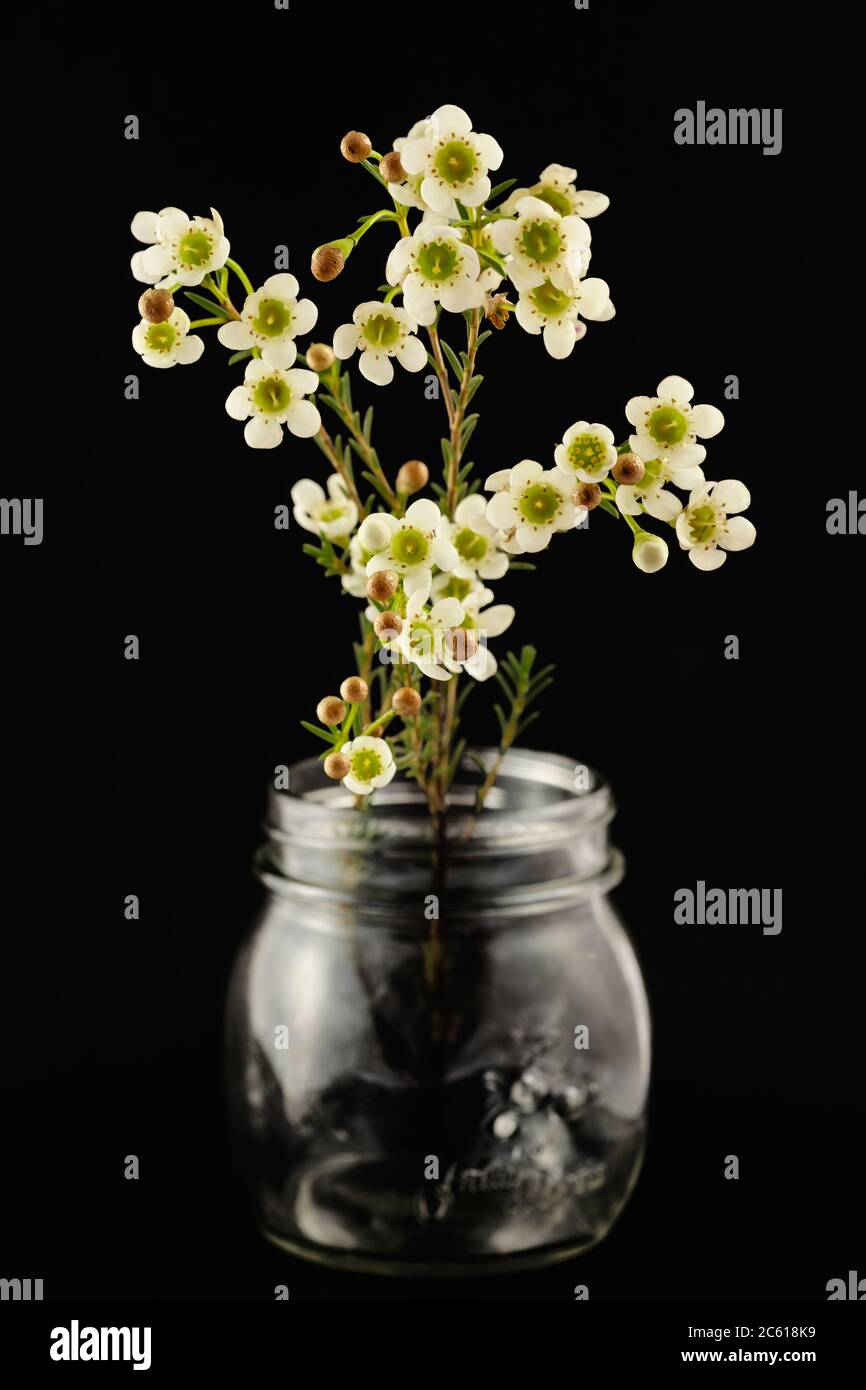 Blooms of white Wax Flower (Chamelaucium), native to Western Australian stand in mason jar isolated on a black background Stock Photo