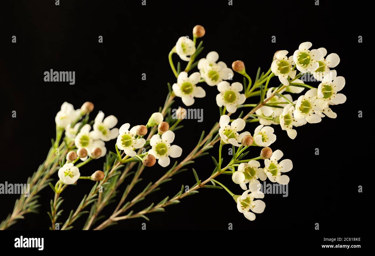 White Wax Flower (Chamelaucium), native Western Australian blooms on stems isolated on a black studio background Stock Photo