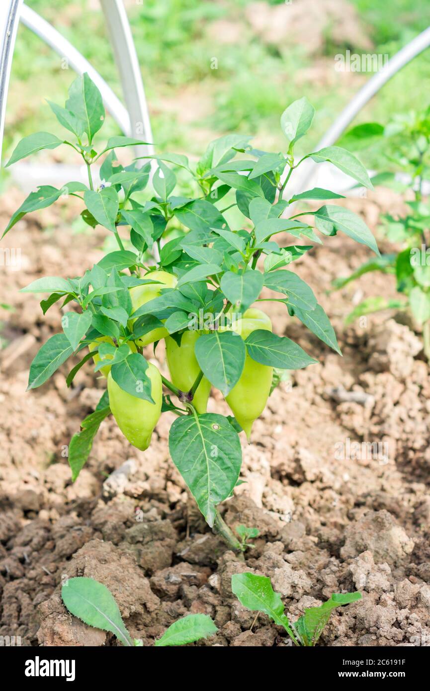 green peppers growing in the garden Stock Photo - Alamy