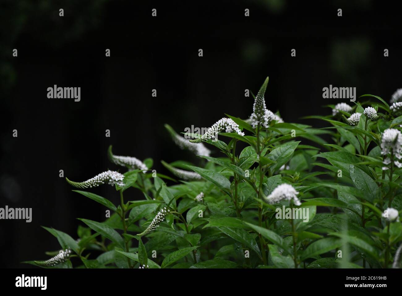 Lysimachia clethroides - Gooseneck Loosestrife - Lysimachia white - Rhizomatous flowers - Primulaceae flower Stock Photo