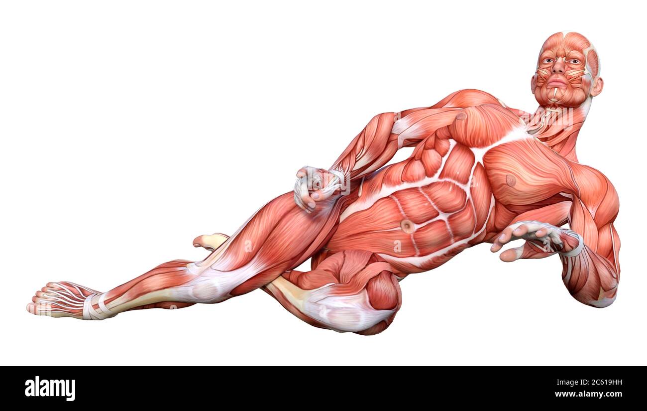 Rest Muscle Map 3D rendering of a male figure with muscle maps isolated on white ...