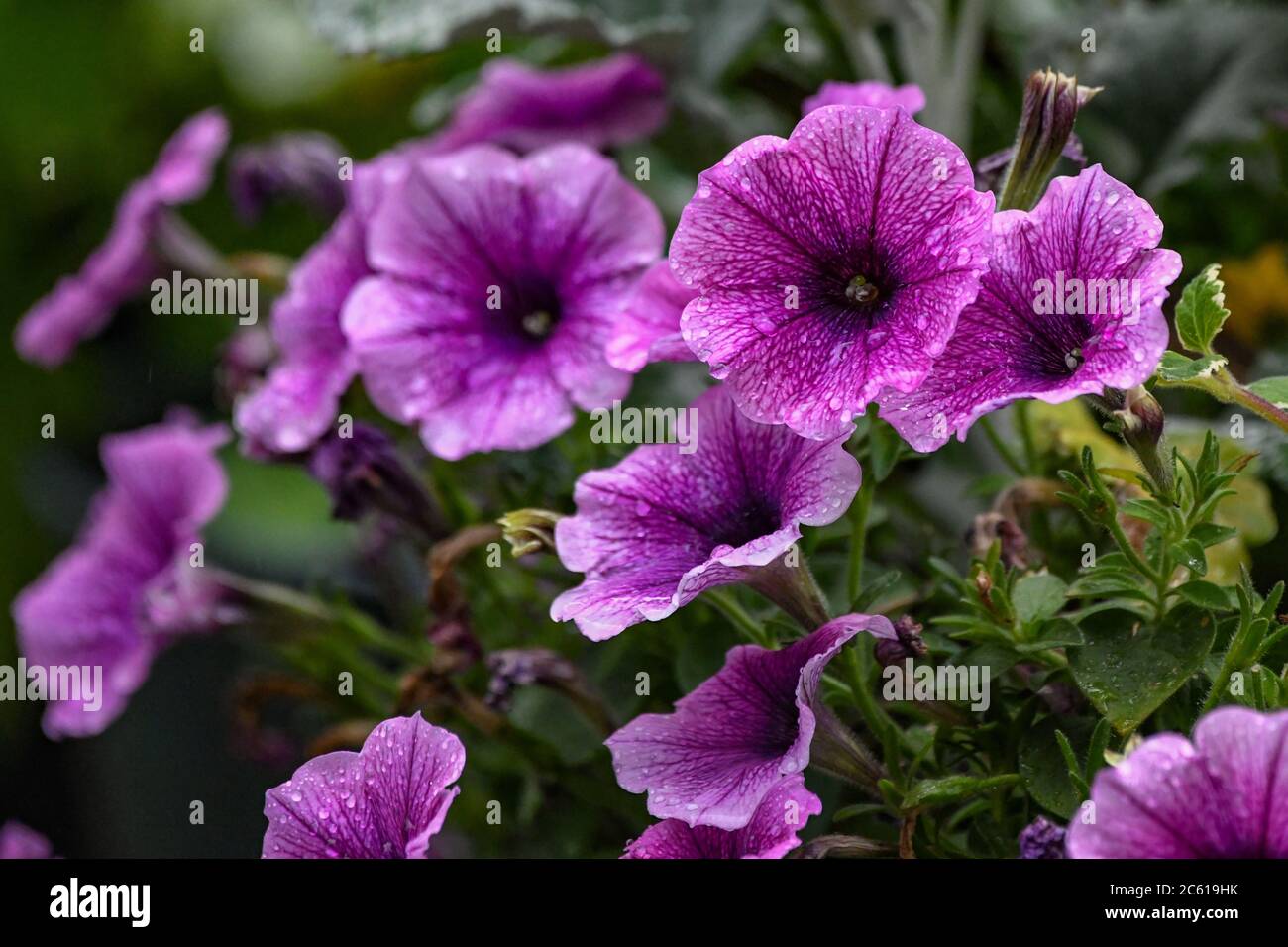 purple petunias with raindrops - wet petunia flowers - rain on purple petunia flowers Stock Photo