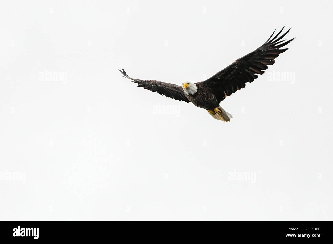 Bald Eagle flying white background - lake Winnipesaukee NH - New Hampshire - Haliaeetus leucocephalus - bald eagle wingspan bald eagle wings spread Stock Photo
