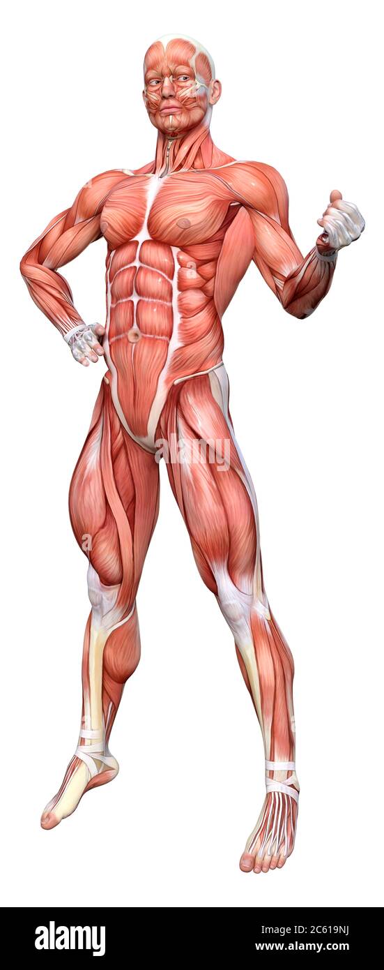3D rendering of a male figure with muscle maps isolated on white ...