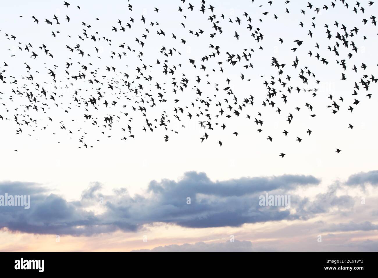 Collection of Starlings as a mumeration in Wick, Caithness Scotland Stock Photo
