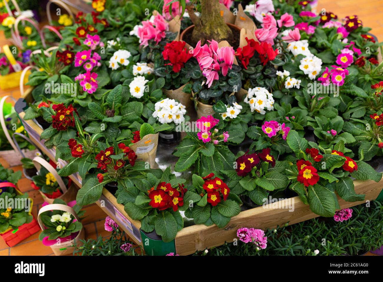MINSK, BELARUS April 01, 2020 flower shop with beautiful flowers in