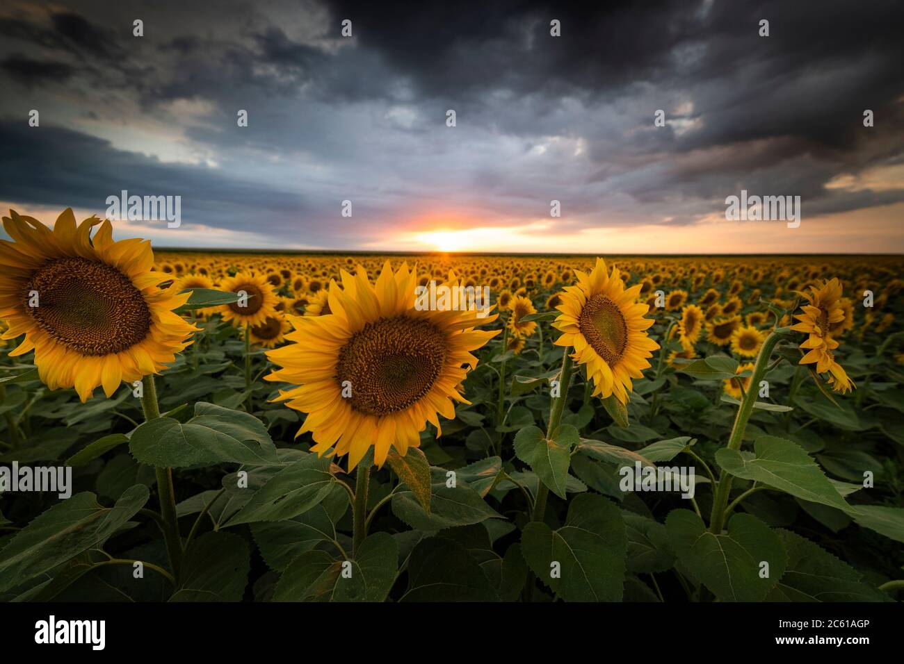 A sunflower field at sunset with a cloudy sky Stock Photo - Alamy