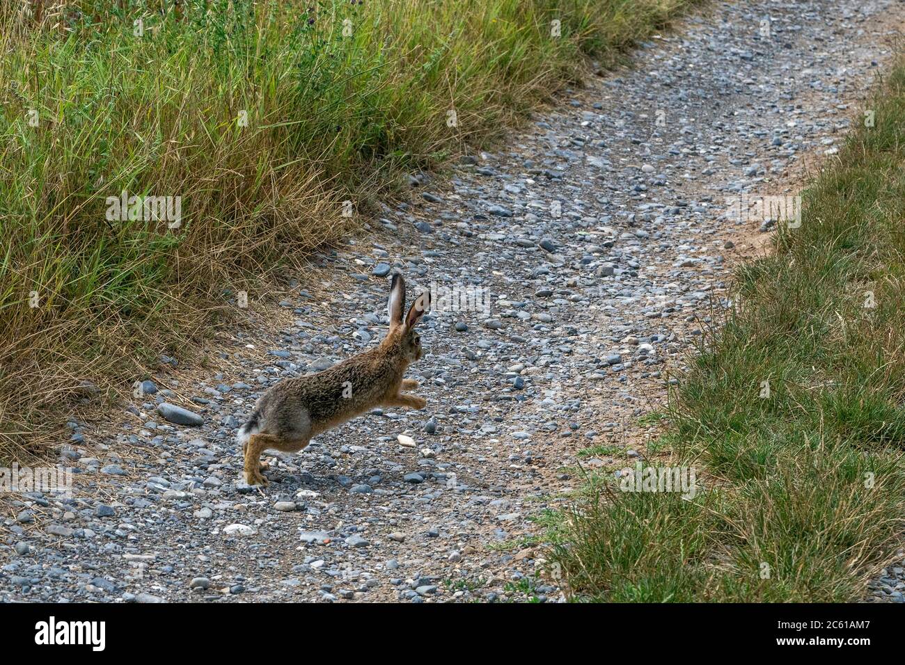 A jack rabbit running on path Stock Photo Alamy