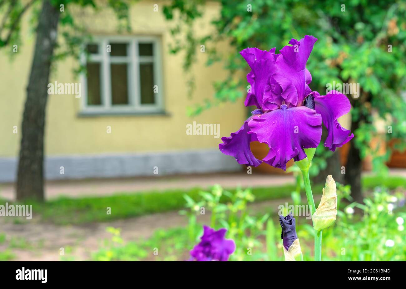Iris flower. Blooming purple iris, perennial plant of the Iridaceae family. Stock Photo