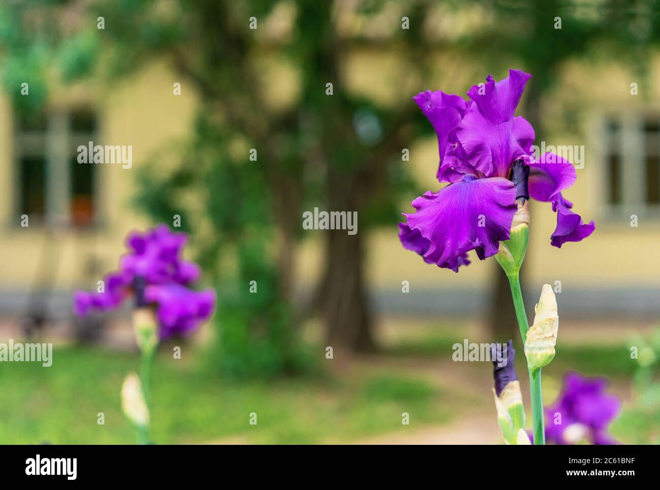 Iris flower. Blooming purple iris, perennial plant of the Iridaceae family. Stock Photo