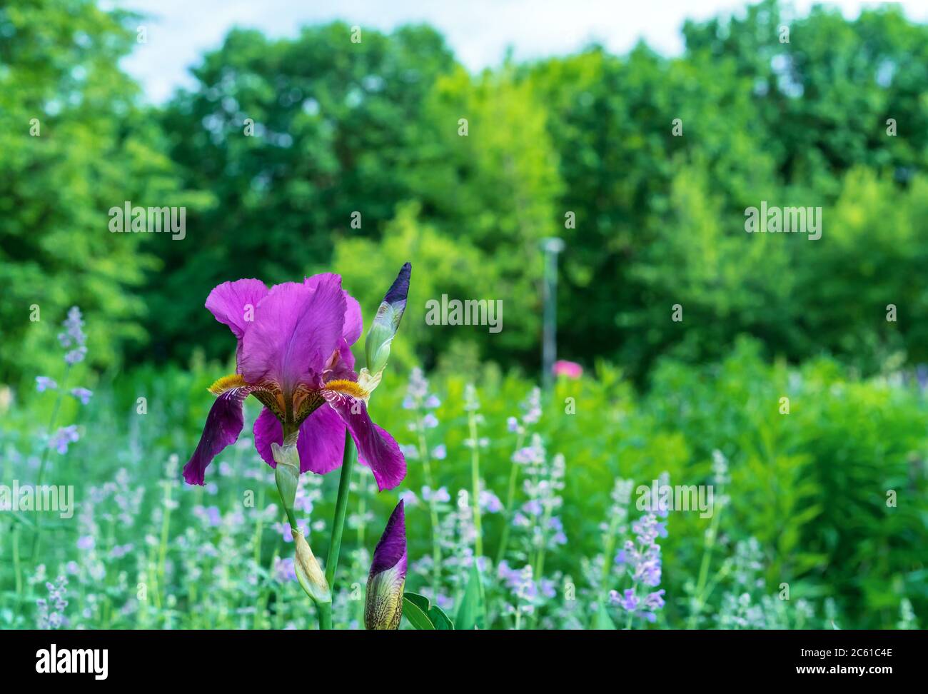 Iris flower. Blooming purple-pink iris, perennial plant of the Iridaceae family. Stock Photo