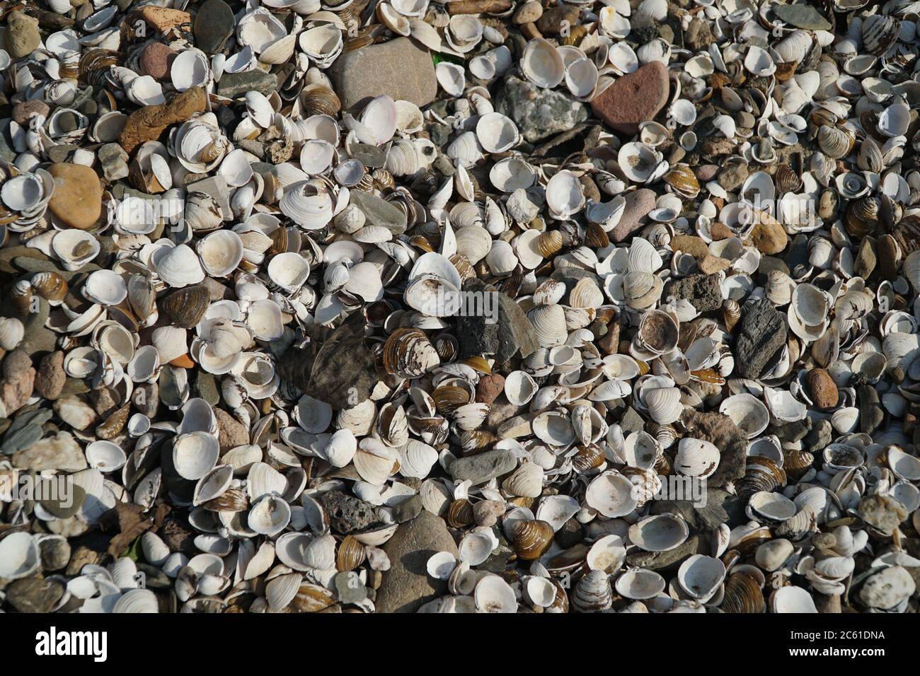 Rhine clams Stock Photo