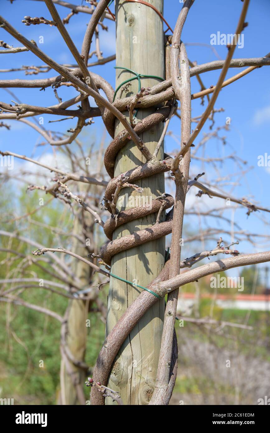 Japanischer Blauregen Wisteria brachybotrys Okayama Stock Photo