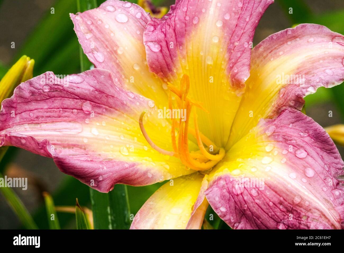 Daylily Pink Hemerocallis flower close up 'Persiflage' Daylily Hemerocallis bloom Stock Photo