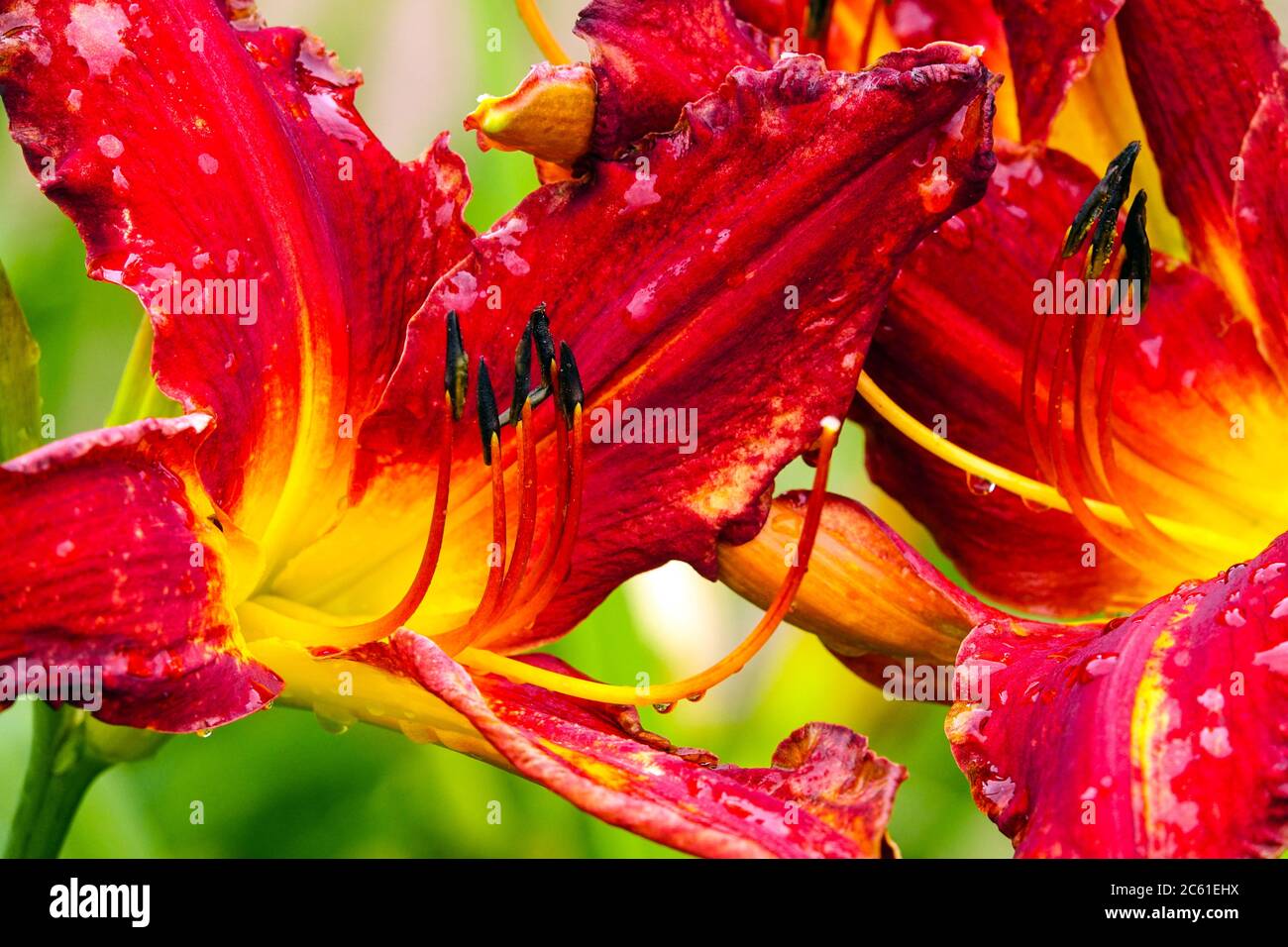 Red Hemerocallis Spiderman Daylily Hemerocallis Stock Photo