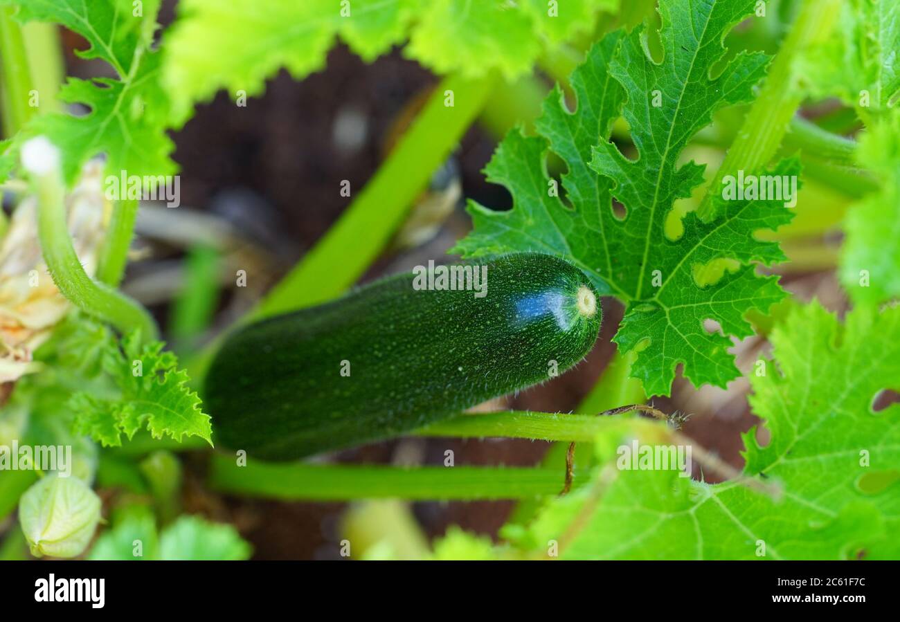 A green zucchini growing on a plant in a container Stock Photo Alamy