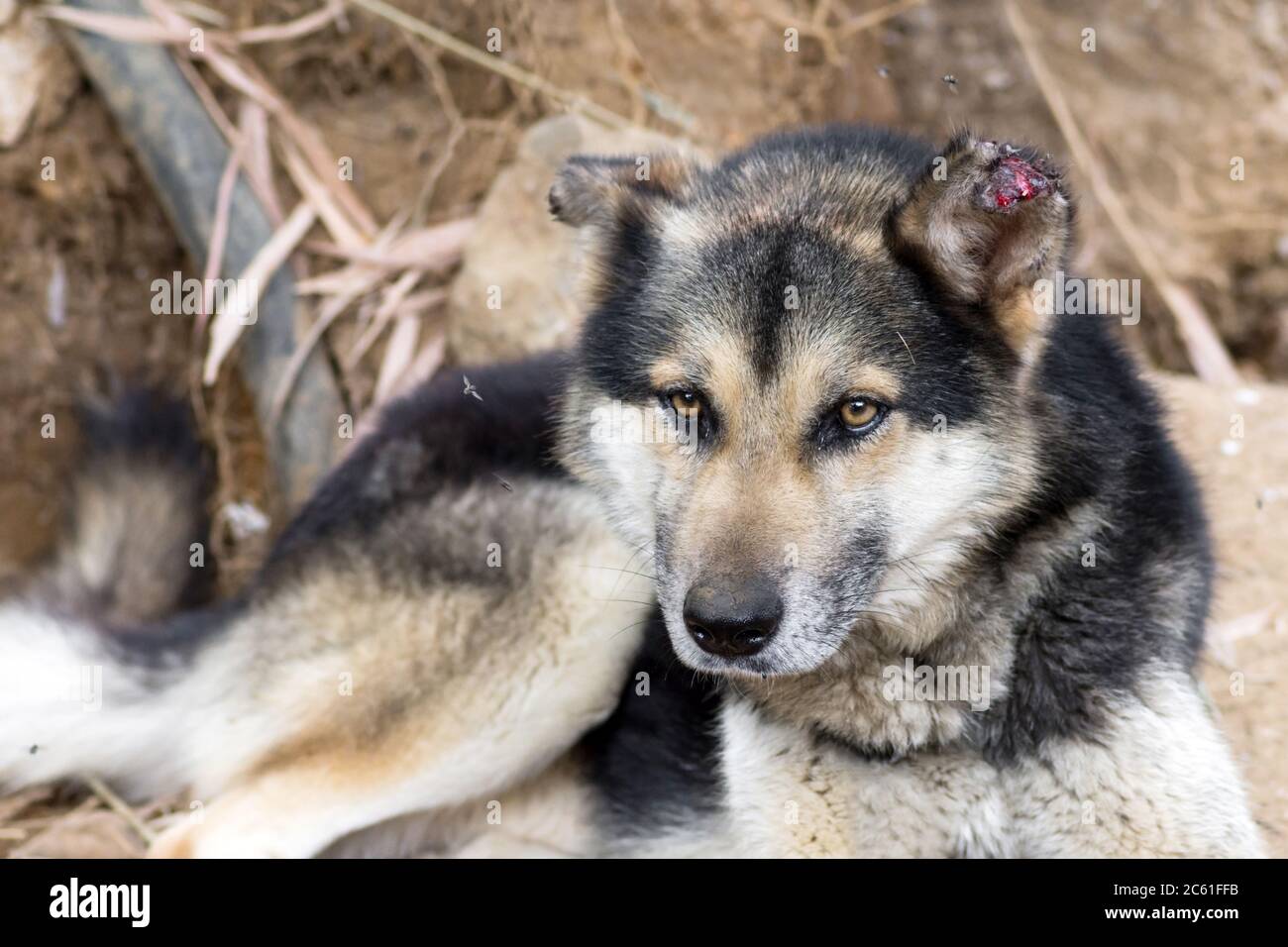 Injured shepherd breed dog lying outdoor with the edge of its ear bitten by flies Stock Photo