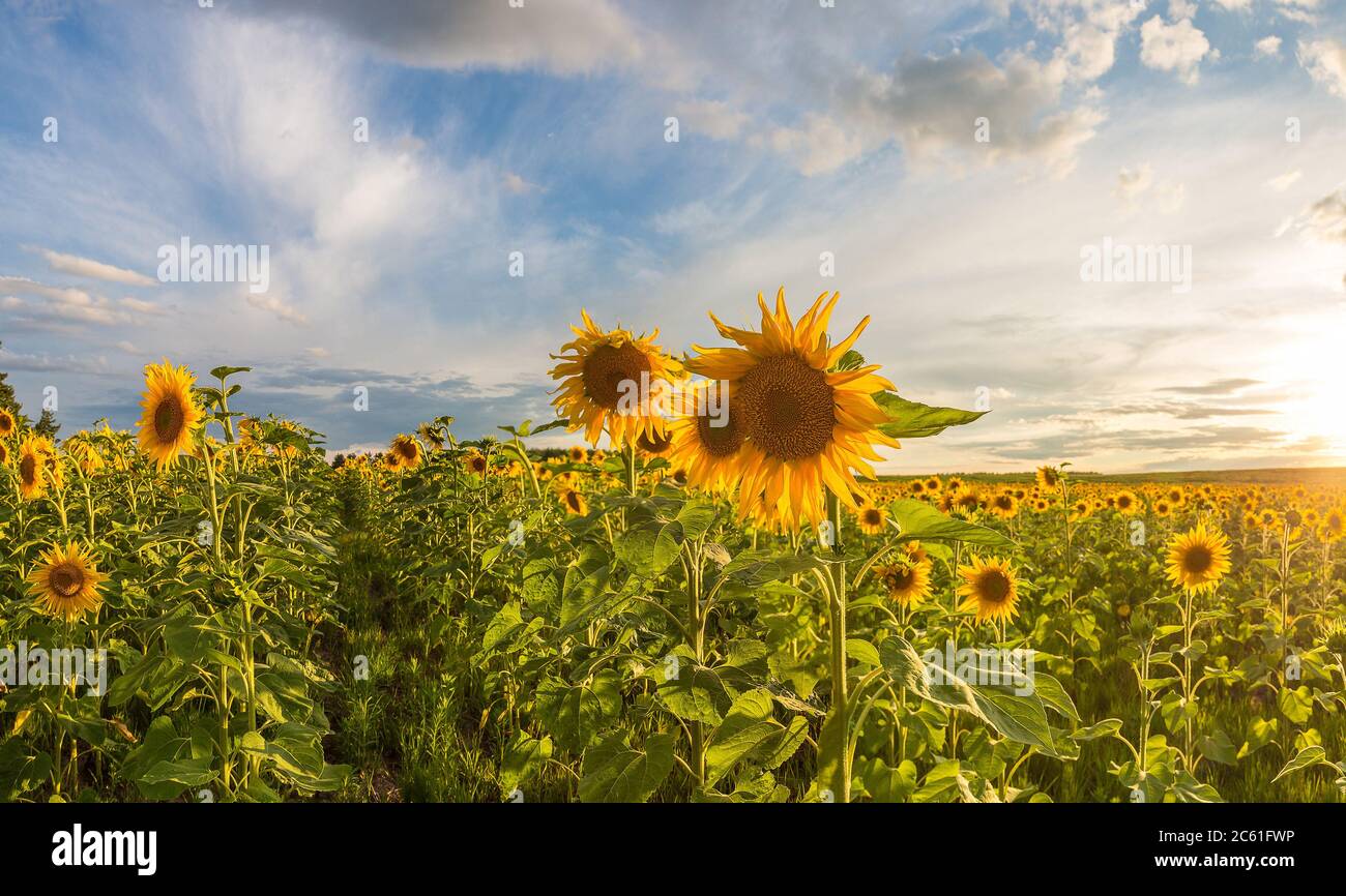 Field of blooming sunflowers in a beautiful summer day Stock Photo - Alamy