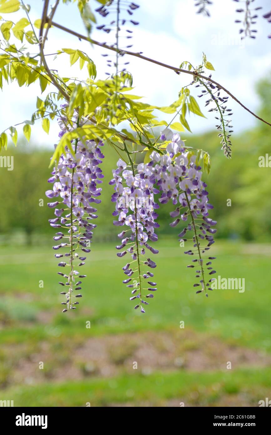 Blauregen hires stock photography and images Alamy