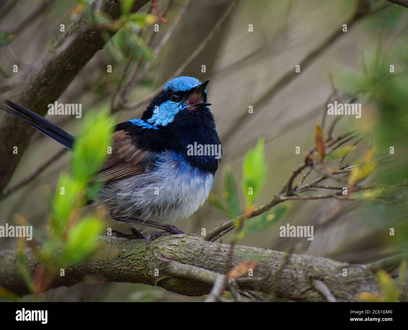 A Male Blue Fairy Wren sitting in a Tree at the Coast Stock Photo
