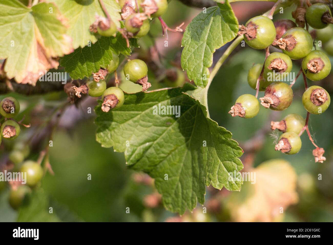Green blackcurrant berries, Ribes nigrum, ripening on a black currant bush branch, natural green leaf background with selective focus Stock Photo