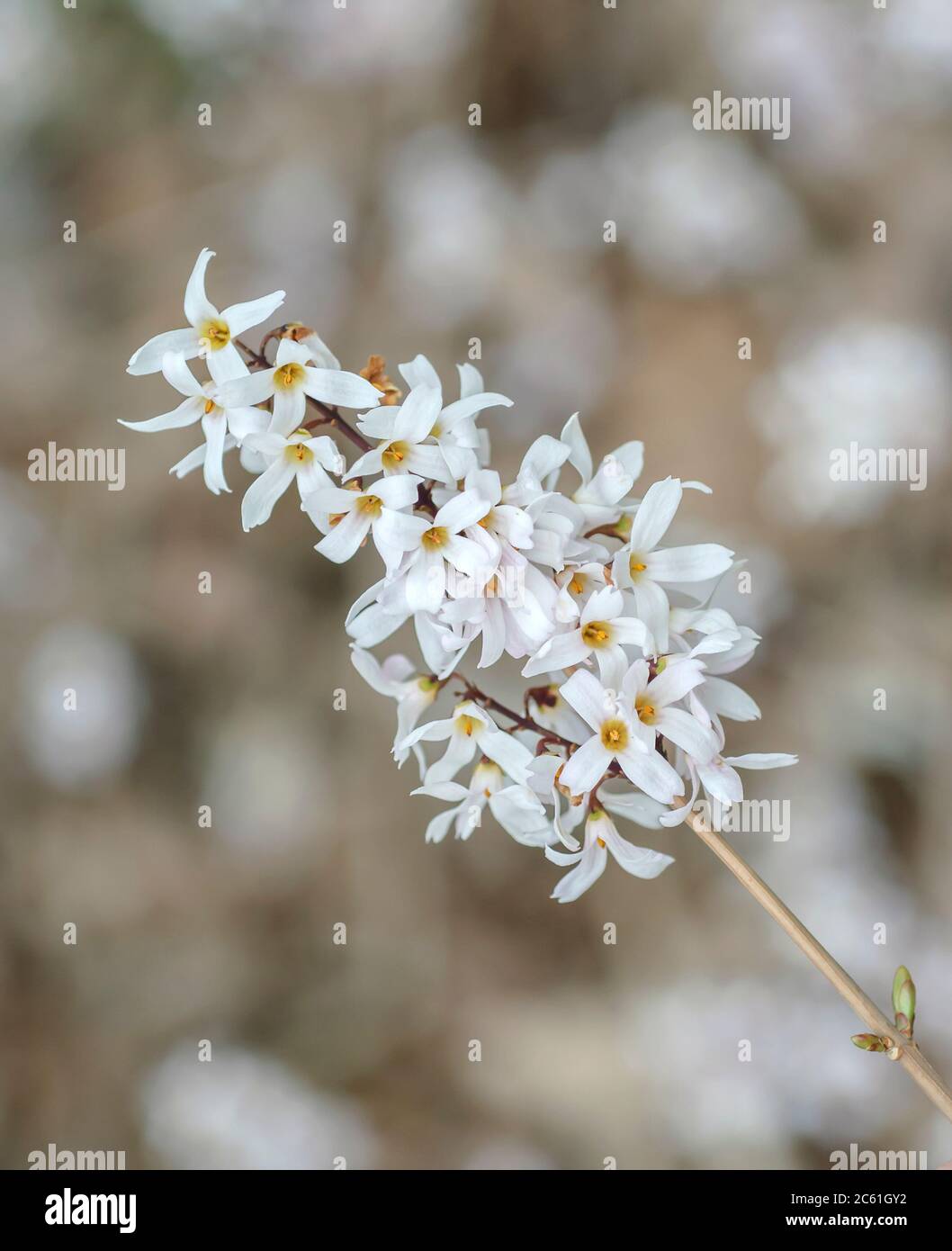 Abeliophyllum distichum – Plantentuin Abeliophyllum distichum – Plantentuin