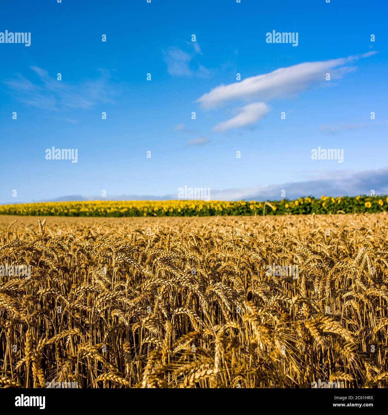 Field of barley, Limagne plain, Puy de Dome, Auvergne-Rhone-Alpes, France Stock Photo