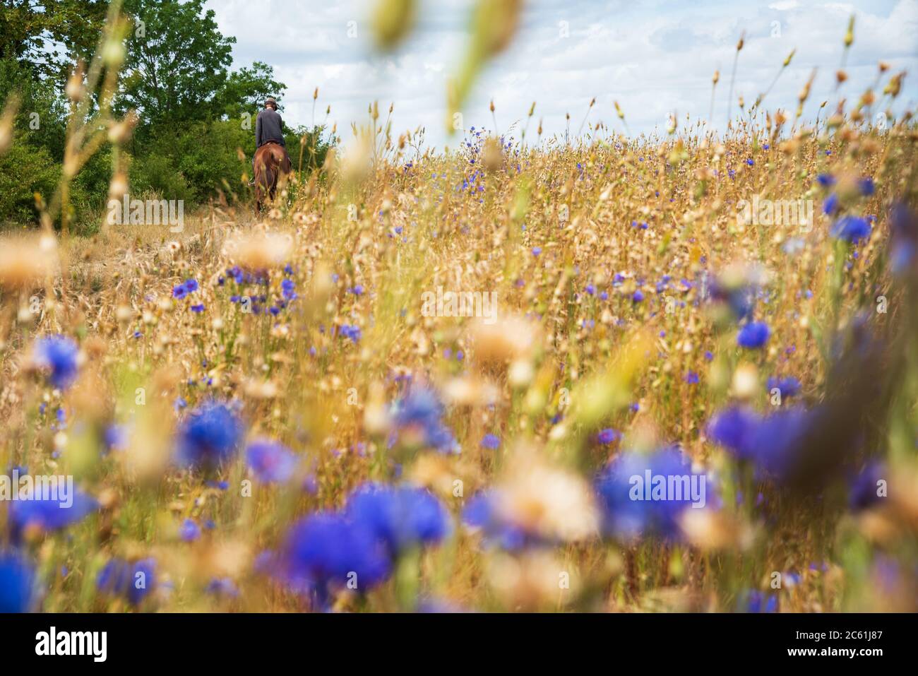 Horse riding cornfield hires stock photography and images Alamy
