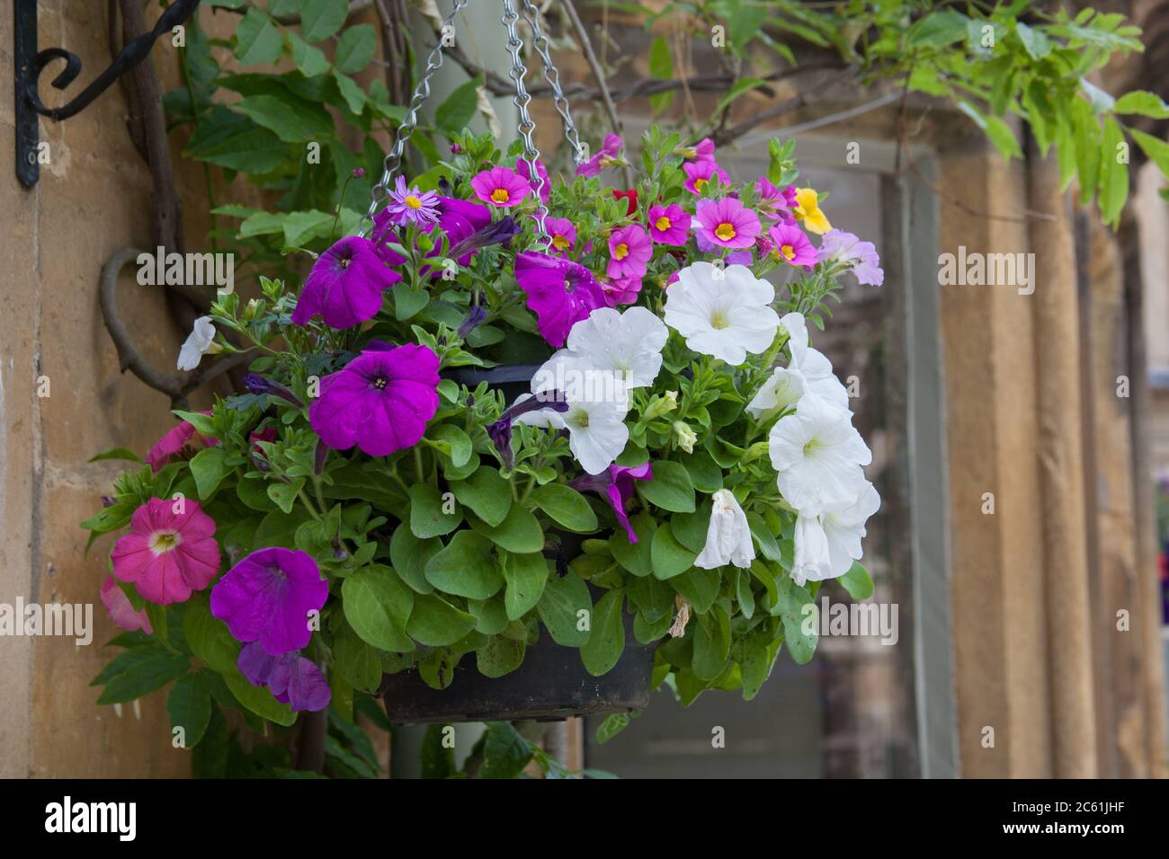 Petunia hanging basket hi-res stock photography and images - Alamy