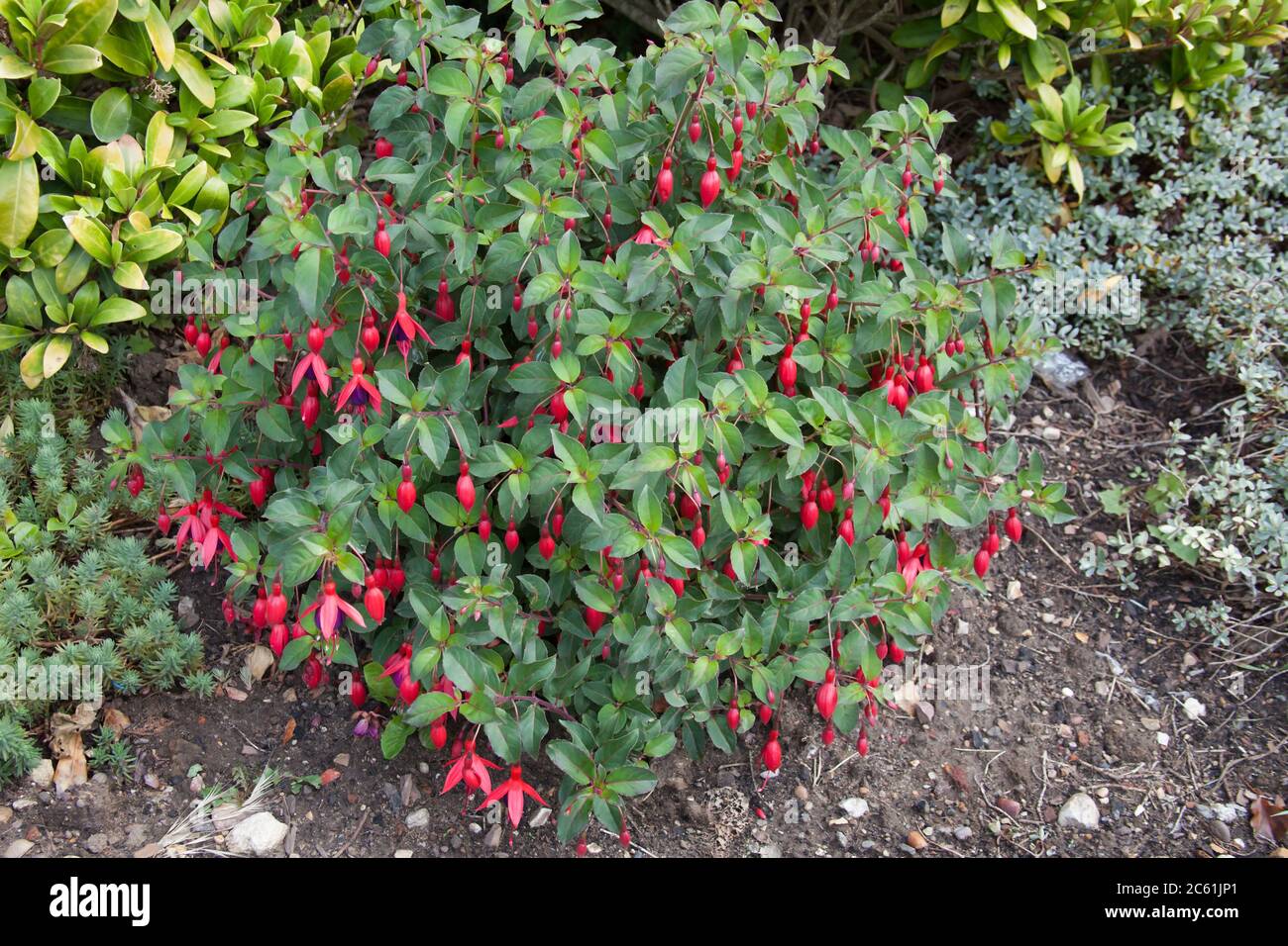 A Hardy Fuchsia which is a species of Evening Primrose also known as a Fuchsia Stock Photo