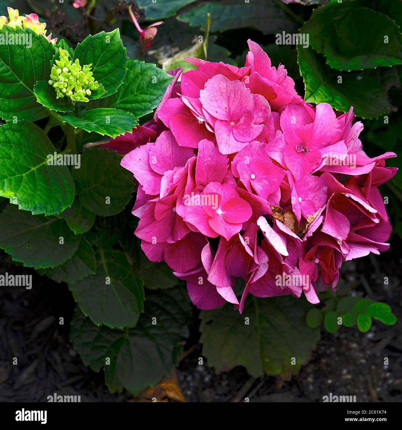 Endlesss Summer Stock Photo