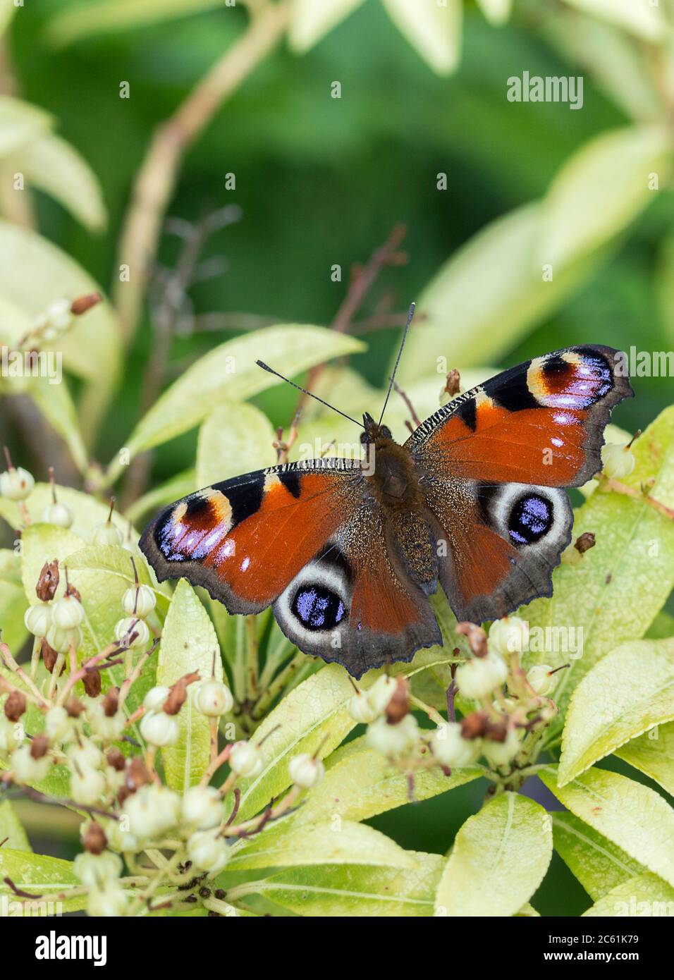 Peacock butterfly (Inachis io) maroon upperwings with bold eye like markings in purple creamy white black and smoky grey. Underwings smoky brown Stock Photo
