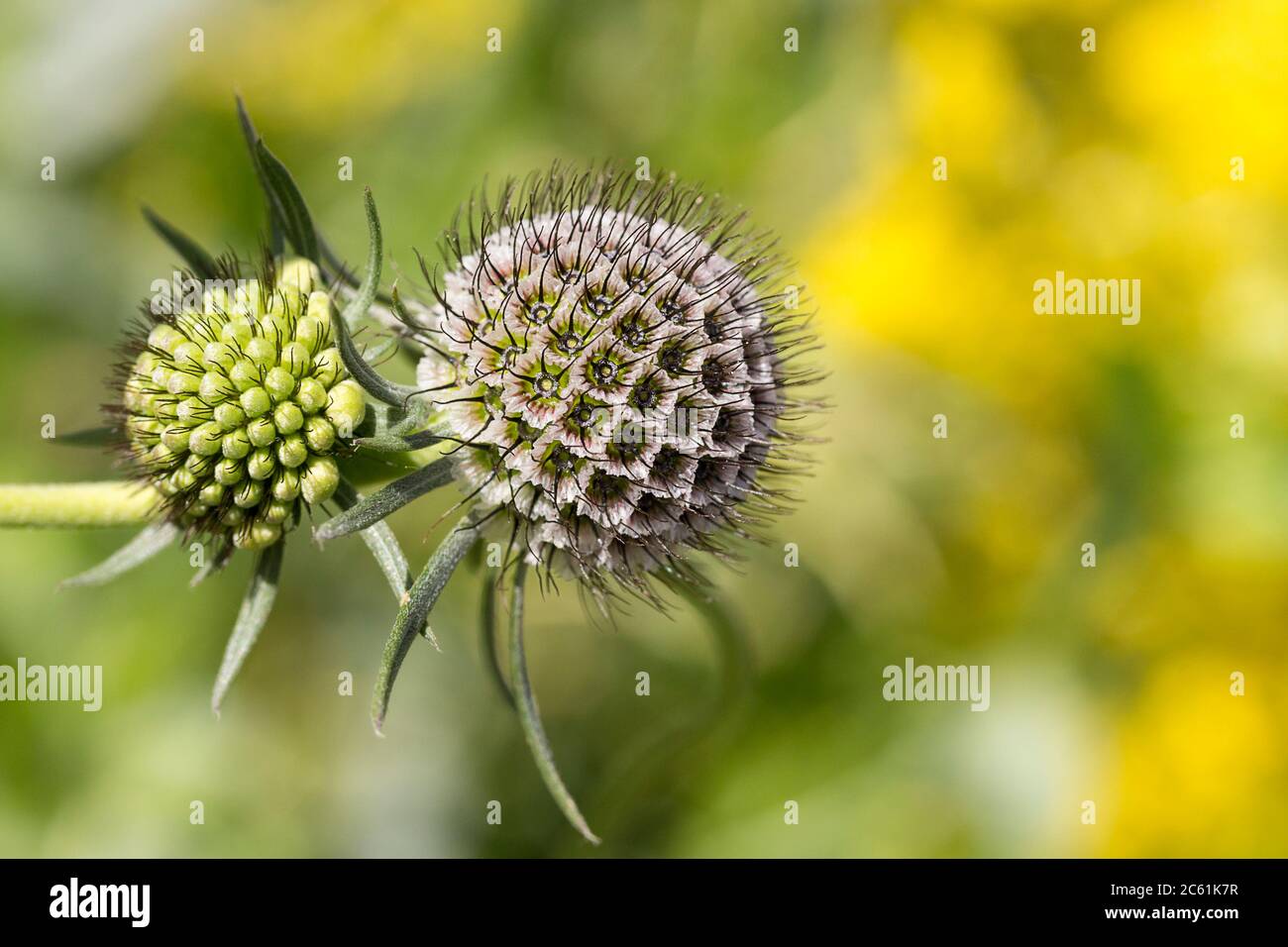 Field Scabious Knautia Arvensis Abstract Wild Plant Image Without Florets Known As Pincushion Flower Or Butterfly Blue Soft Green Yellow Background Stock Photo Alamy