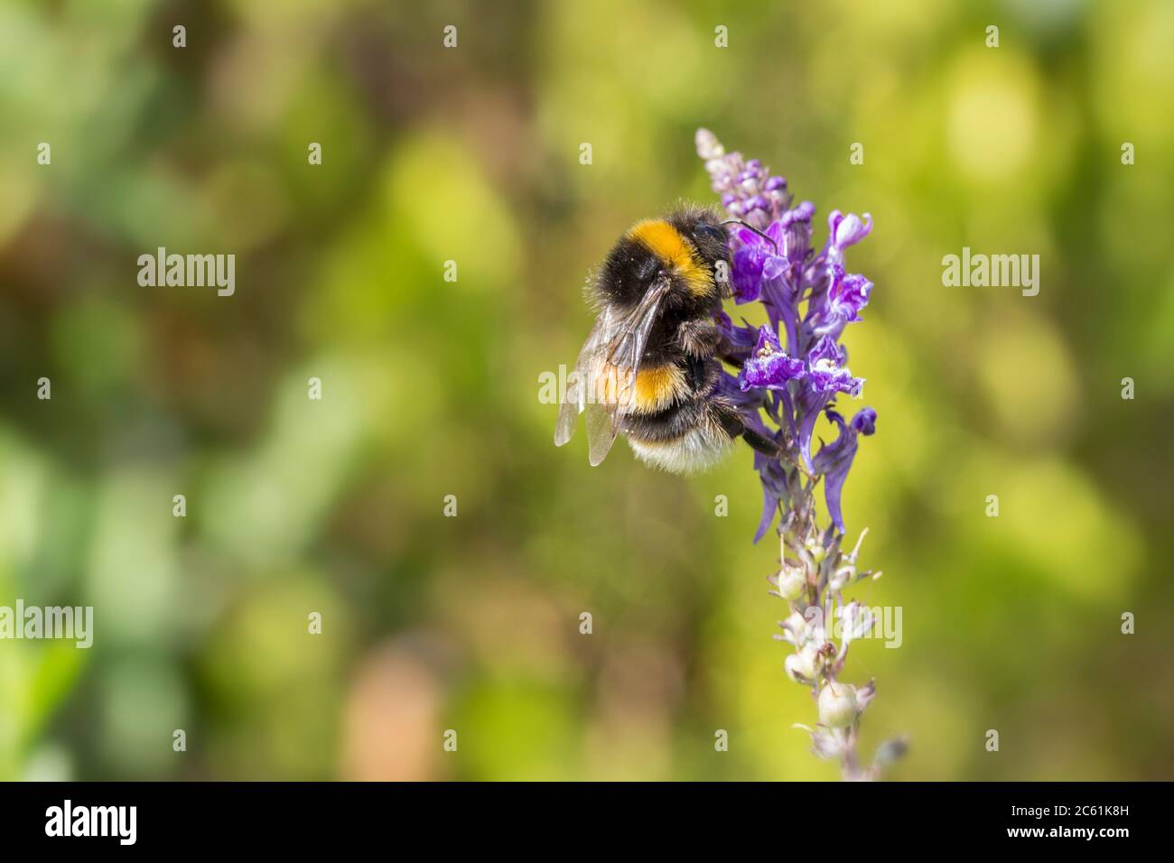 Buff tailed bumble bee on purple flower (Bombus terrestris) buff tip of abdomen yellow band on abdomen and front of thorax otherwise black. Stock Photo