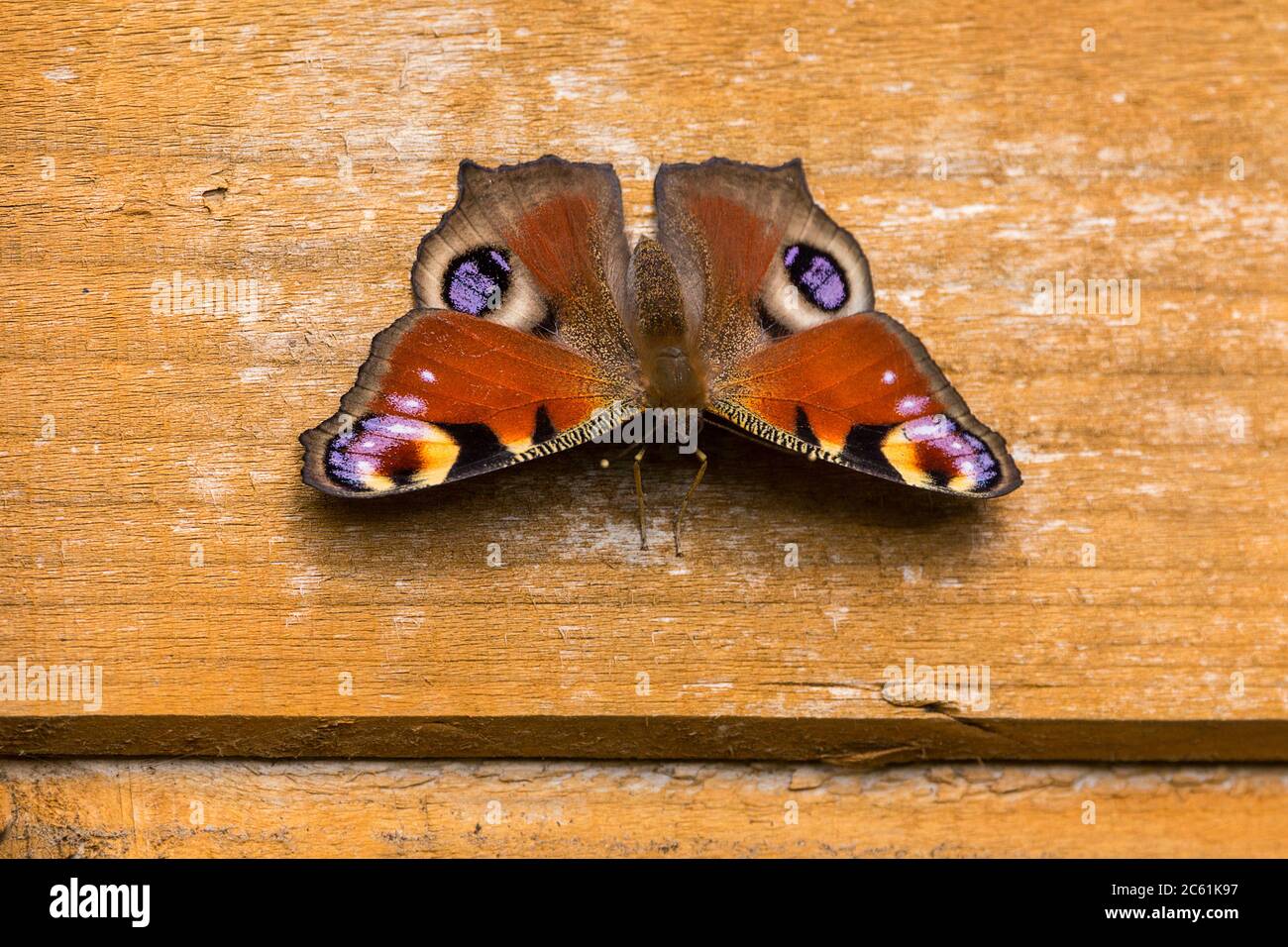 Peacock butterfly (Inachis io) maroon upperwings with bold eye like markings in purple creamy white black and smoky grey. Underwings smoky brown Stock Photo