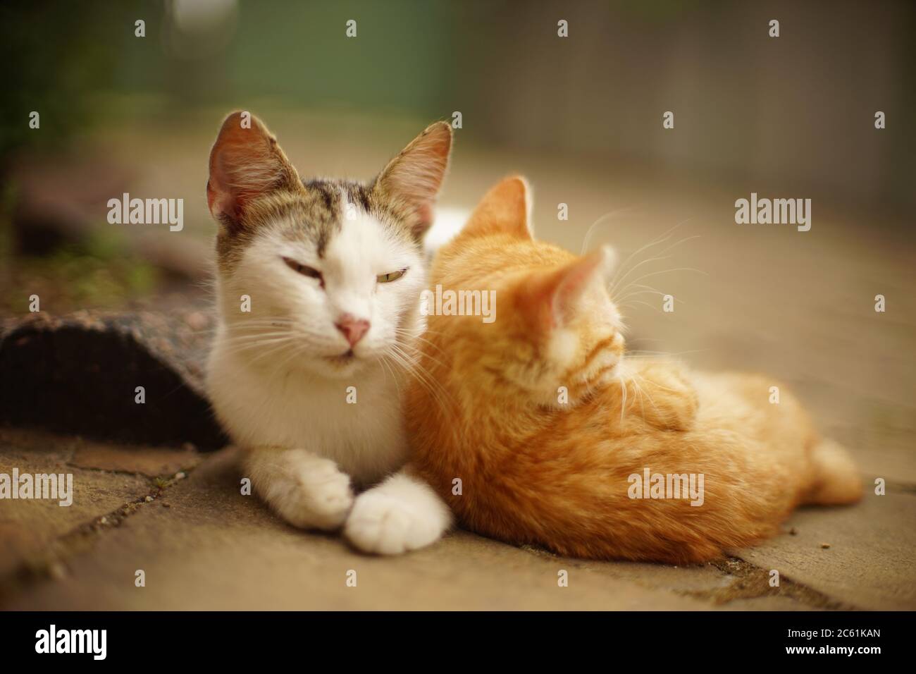 White cat and ginger kitten are resting in a summer garden. Stock Photo